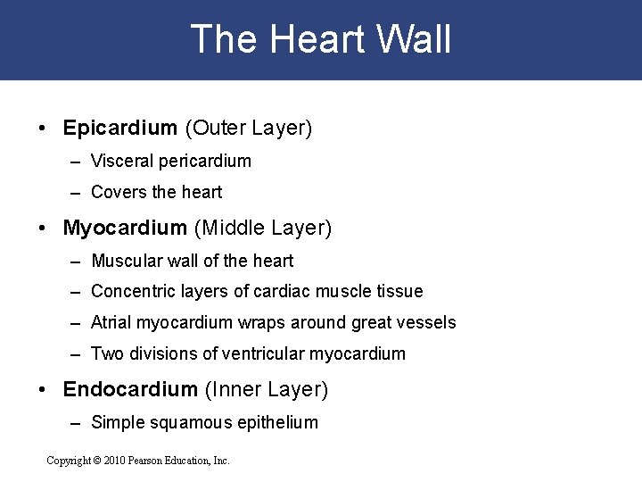 The Heart Wall • Epicardium (Outer Layer) – Visceral pericardium – Covers the heart The Heart Wall • Epicardium (Outer Layer) – Visceral pericardium – Covers the heart
