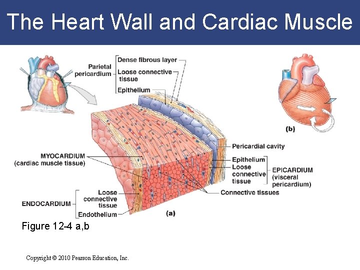 The Heart Wall and Cardiac Muscle Figure 12 -4 a, b Copyright © 2010 The Heart Wall and Cardiac Muscle Figure 12 -4 a, b Copyright © 2010