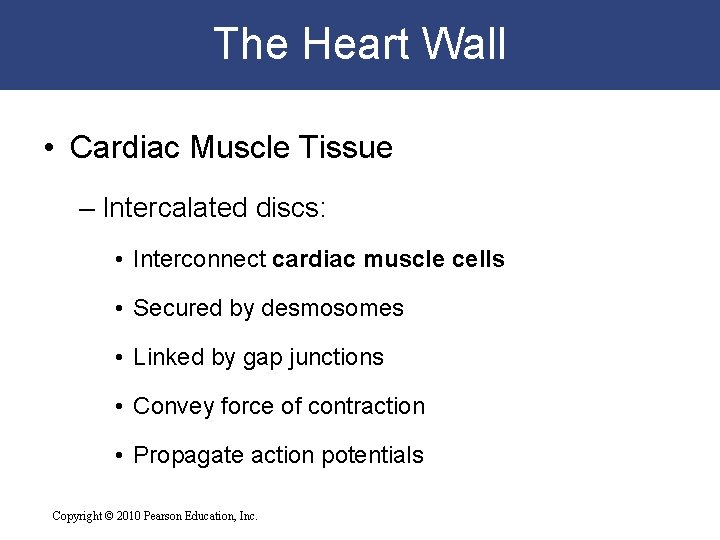 The Heart Wall • Cardiac Muscle Tissue – Intercalated discs: • Interconnect cardiac muscle The Heart Wall • Cardiac Muscle Tissue – Intercalated discs: • Interconnect cardiac muscle