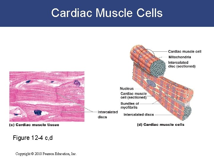 Cardiac Muscle Cells Figure 12 -4 c, d Copyright © 2010 Pearson Education, Inc. Cardiac Muscle Cells Figure 12 -4 c, d Copyright © 2010 Pearson Education, Inc.
