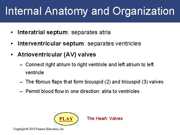 Internal Anatomy and Organization • Interatrial septum: separates atria • Interventricular septum: separates ventricles Internal Anatomy and Organization • Interatrial septum: separates atria • Interventricular septum: separates ventricles
