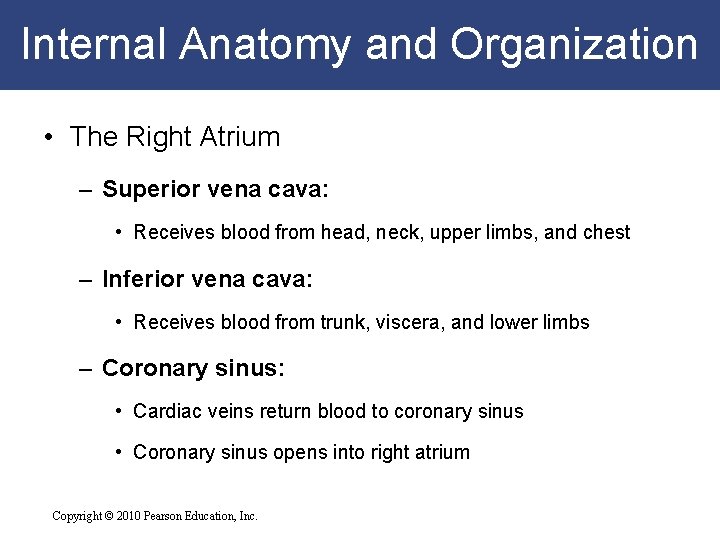 Internal Anatomy and Organization • The Right Atrium – Superior vena cava: • Receives Internal Anatomy and Organization • The Right Atrium – Superior vena cava: • Receives