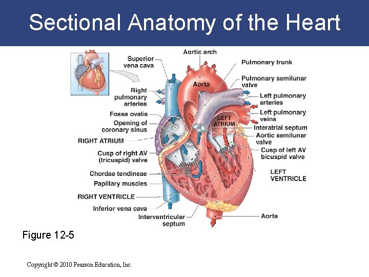 Sectional Anatomy of the Heart Figure 12 -5 Copyright © 2010 Pearson Education, Inc. Sectional Anatomy of the Heart Figure 12 -5 Copyright © 2010 Pearson Education, Inc.