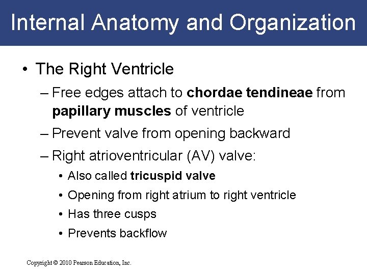 Internal Anatomy and Organization • The Right Ventricle – Free edges attach to chordae Internal Anatomy and Organization • The Right Ventricle – Free edges attach to chordae