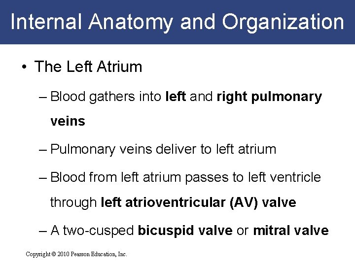 Internal Anatomy and Organization • The Left Atrium – Blood gathers into left and Internal Anatomy and Organization • The Left Atrium – Blood gathers into left and