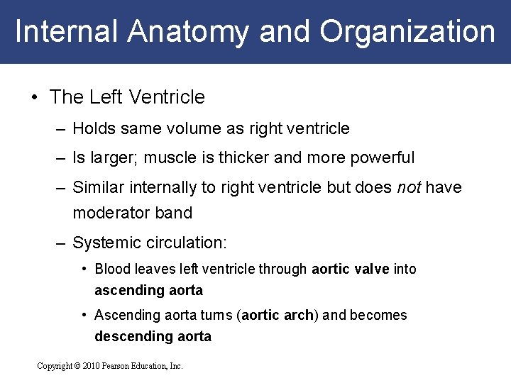 Internal Anatomy and Organization • The Left Ventricle – Holds same volume as right Internal Anatomy and Organization • The Left Ventricle – Holds same volume as right