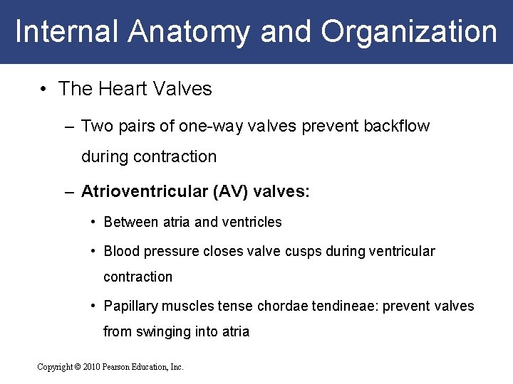 Internal Anatomy and Organization • The Heart Valves – Two pairs of one-way valves Internal Anatomy and Organization • The Heart Valves – Two pairs of one-way valves