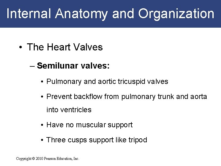 Internal Anatomy and Organization • The Heart Valves – Semilunar valves: • Pulmonary and Internal Anatomy and Organization • The Heart Valves – Semilunar valves: • Pulmonary and