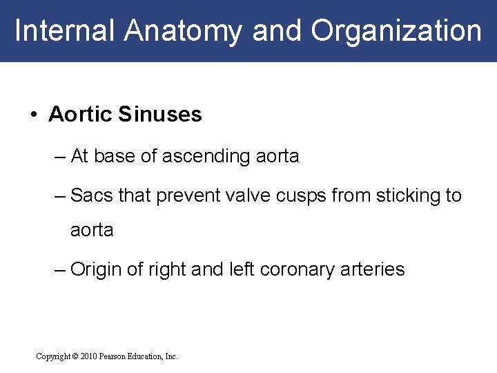Internal Anatomy and Organization • Aortic Sinuses – At base of ascending aorta – Internal Anatomy and Organization • Aortic Sinuses – At base of ascending aorta –