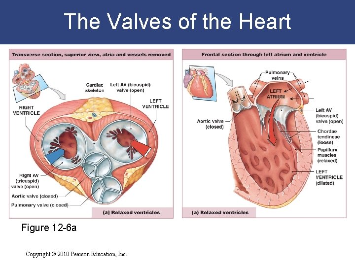 The Valves of the Heart Figure 12 -6 a Copyright © 2010 Pearson Education, The Valves of the Heart Figure 12 -6 a Copyright © 2010 Pearson Education,