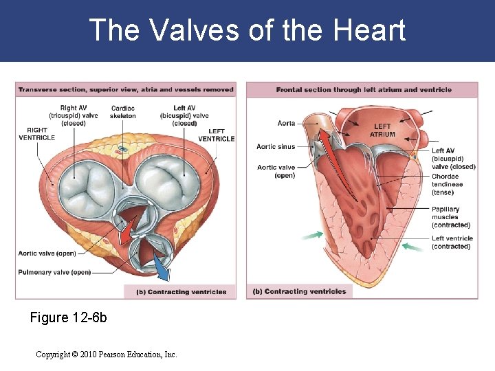 The Valves of the Heart Figure 12 -6 b Copyright © 2010 Pearson Education, The Valves of the Heart Figure 12 -6 b Copyright © 2010 Pearson Education,