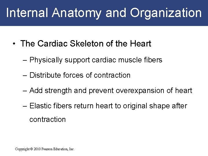 Internal Anatomy and Organization • The Cardiac Skeleton of the Heart – Physically support Internal Anatomy and Organization • The Cardiac Skeleton of the Heart – Physically support