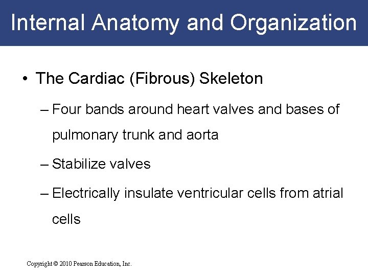 Internal Anatomy and Organization • The Cardiac (Fibrous) Skeleton – Four bands around heart Internal Anatomy and Organization • The Cardiac (Fibrous) Skeleton – Four bands around heart