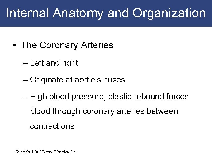 Internal Anatomy and Organization • The Coronary Arteries – Left and right – Originate Internal Anatomy and Organization • The Coronary Arteries – Left and right – Originate
