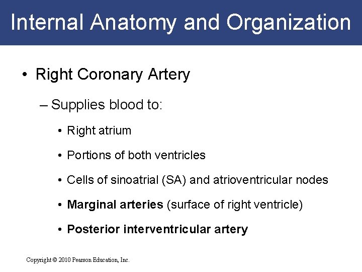 Internal Anatomy and Organization • Right Coronary Artery – Supplies blood to: • Right Internal Anatomy and Organization • Right Coronary Artery – Supplies blood to: • Right