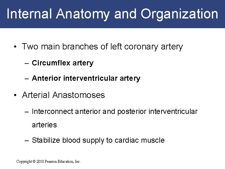 Internal Anatomy and Organization • Two main branches of left coronary artery – Circumflex Internal Anatomy and Organization • Two main branches of left coronary artery – Circumflex