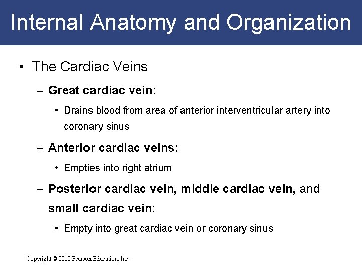Internal Anatomy and Organization • The Cardiac Veins – Great cardiac vein: • Drains Internal Anatomy and Organization • The Cardiac Veins – Great cardiac vein: • Drains