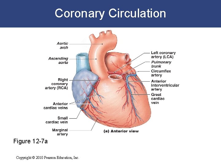 Coronary Circulation Figure 12 -7 a Copyright © 2010 Pearson Education, Inc. Coronary Circulation Figure 12 -7 a Copyright © 2010 Pearson Education, Inc.
