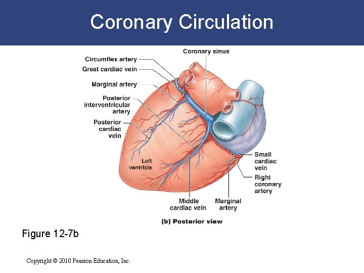 Coronary Circulation Figure 12 -7 b Copyright © 2010 Pearson Education, Inc. Coronary Circulation Figure 12 -7 b Copyright © 2010 Pearson Education, Inc.