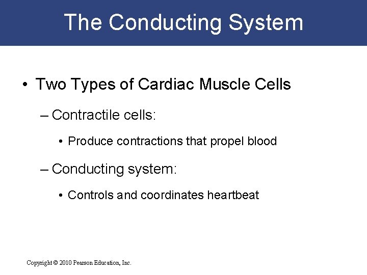 The Conducting System • Two Types of Cardiac Muscle Cells – Contractile cells: • The Conducting System • Two Types of Cardiac Muscle Cells – Contractile cells: •