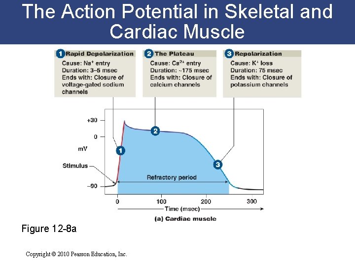 The Action Potential in Skeletal and Cardiac Muscle Figure 12 -8 a Copyright © The Action Potential in Skeletal and Cardiac Muscle Figure 12 -8 a Copyright ©