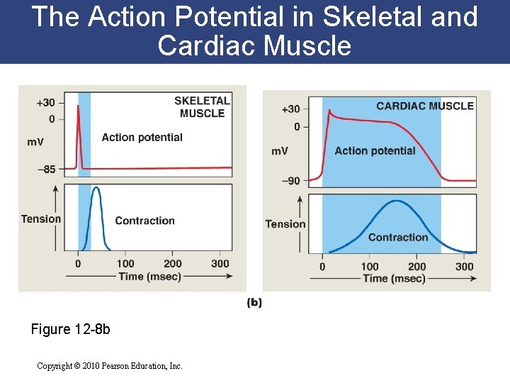 The Action Potential in Skeletal and Cardiac Muscle Figure 12 -8 b Copyright © The Action Potential in Skeletal and Cardiac Muscle Figure 12 -8 b Copyright ©