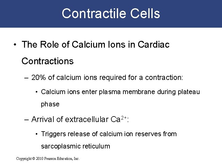 Contractile Cells • The Role of Calcium Ions in Cardiac Contractions – 20% of Contractile Cells • The Role of Calcium Ions in Cardiac Contractions – 20% of