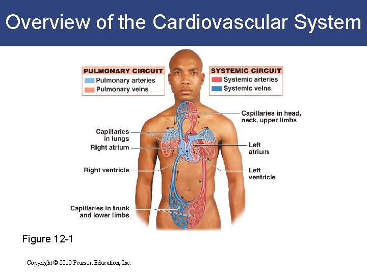 Overview of the Cardiovascular System Figure 12 -1 Copyright © 2010 Pearson Education, Inc. Overview of the Cardiovascular System Figure 12 -1 Copyright © 2010 Pearson Education, Inc.