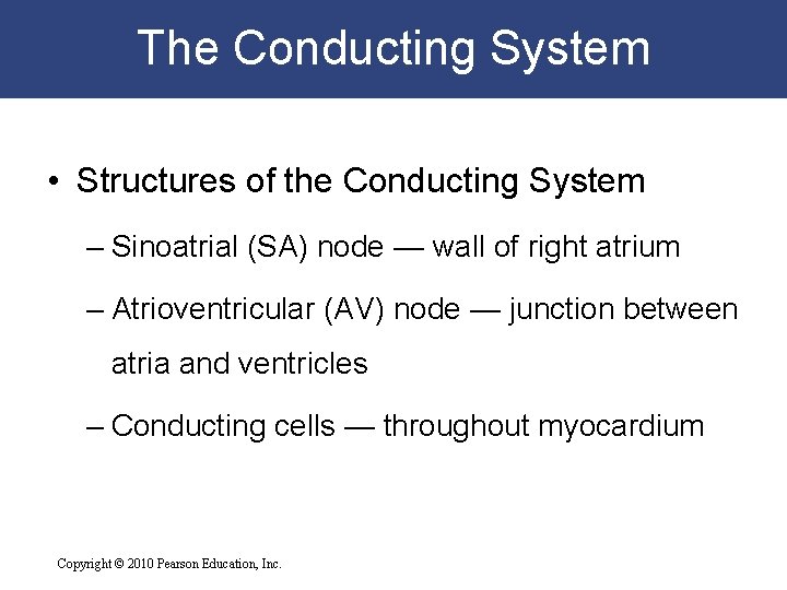 The Conducting System • Structures of the Conducting System – Sinoatrial (SA) node — The Conducting System • Structures of the Conducting System – Sinoatrial (SA) node —