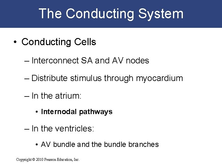 The Conducting System • Conducting Cells – Interconnect SA and AV nodes – Distribute The Conducting System • Conducting Cells – Interconnect SA and AV nodes – Distribute