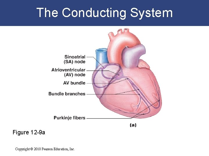The Conducting System Figure 12 -9 a Copyright © 2010 Pearson Education, Inc. The Conducting System Figure 12 -9 a Copyright © 2010 Pearson Education, Inc.