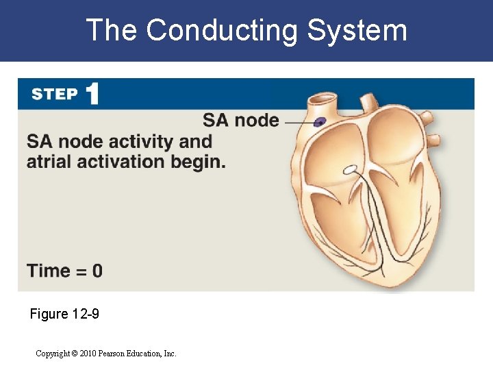 The Conducting System Figure 12 -9 Copyright © 2010 Pearson Education, Inc. The Conducting System Figure 12 -9 Copyright © 2010 Pearson Education, Inc.