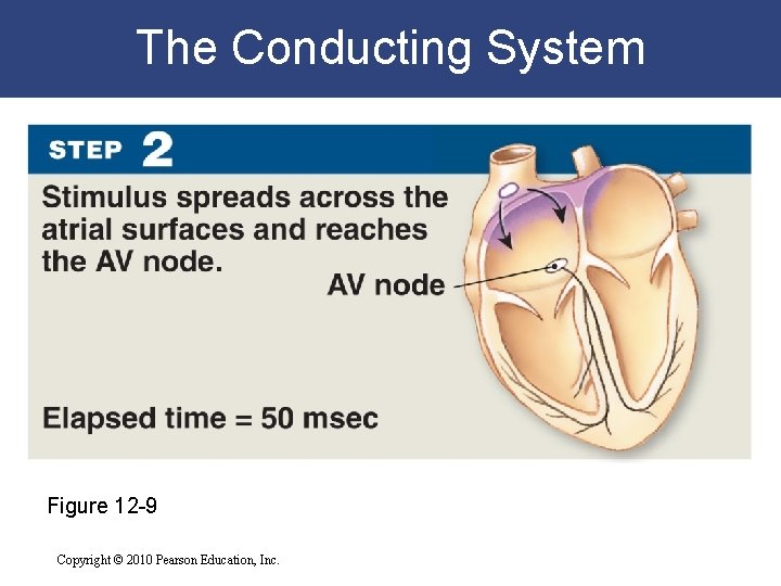 The Conducting System Figure 12 -9 Copyright © 2010 Pearson Education, Inc. The Conducting System Figure 12 -9 Copyright © 2010 Pearson Education, Inc.