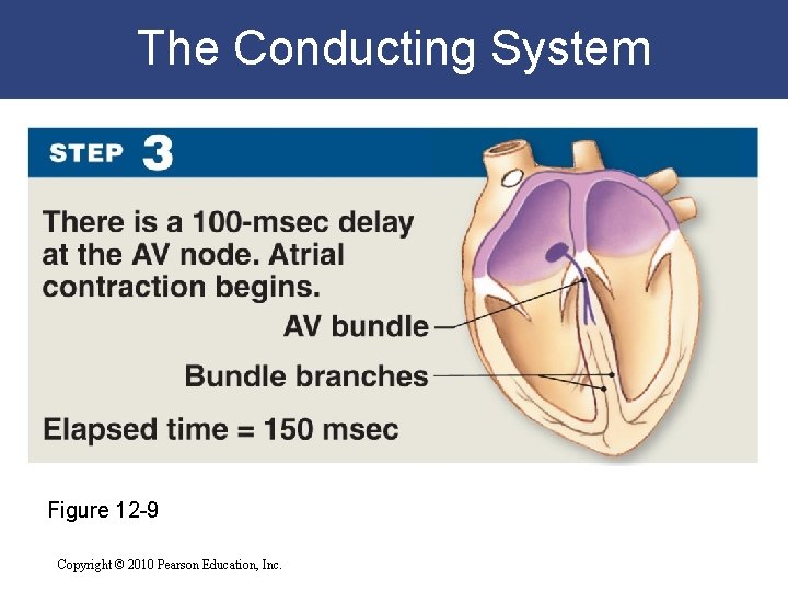 The Conducting System Figure 12 -9 Copyright © 2010 Pearson Education, Inc. The Conducting System Figure 12 -9 Copyright © 2010 Pearson Education, Inc.