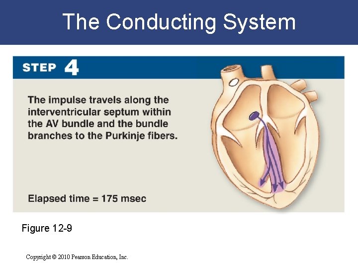 The Conducting System Figure 12 -9 Copyright © 2010 Pearson Education, Inc. The Conducting System Figure 12 -9 Copyright © 2010 Pearson Education, Inc.