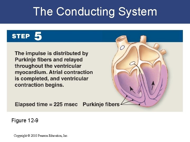 The Conducting System Figure 12 -9 Copyright © 2010 Pearson Education, Inc. The Conducting System Figure 12 -9 Copyright © 2010 Pearson Education, Inc.