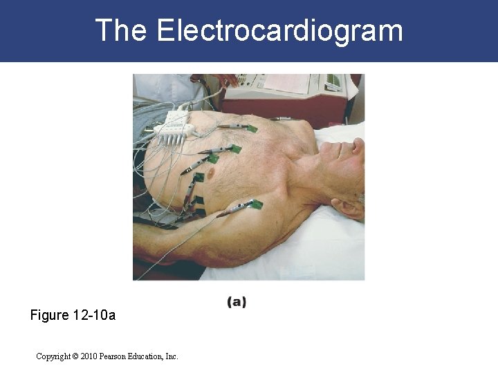 The Electrocardiogram Figure 12 -10 a Copyright © 2010 Pearson Education, Inc. The Electrocardiogram Figure 12 -10 a Copyright © 2010 Pearson Education, Inc.