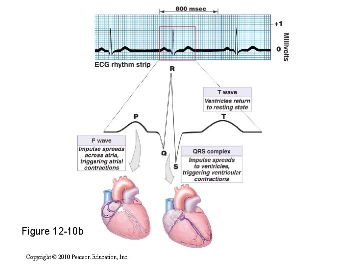Figure 12 -10 b Copyright © 2010 Pearson Education, Inc. Figure 12 -10 b Copyright © 2010 Pearson Education, Inc.