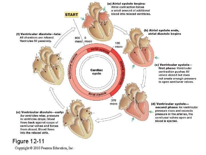 Figure 12 -11 Copyright © 2010 Pearson Education, Inc. Figure 12 -11 Copyright © 2010 Pearson Education, Inc.