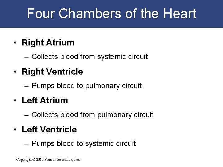 Four Chambers of the Heart • Right Atrium – Collects blood from systemic circuit Four Chambers of the Heart • Right Atrium – Collects blood from systemic circuit