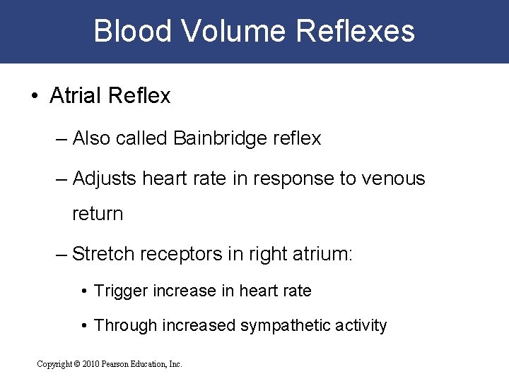 Blood Volume Reflexes • Atrial Reflex – Also called Bainbridge reflex – Adjusts heart Blood Volume Reflexes • Atrial Reflex – Also called Bainbridge reflex – Adjusts heart