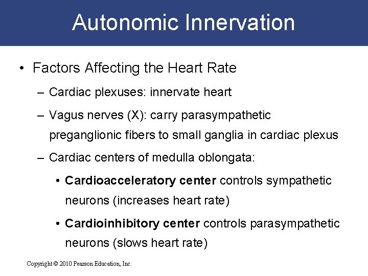Autonomic Innervation • Factors Affecting the Heart Rate – Cardiac plexuses: innervate heart – Autonomic Innervation • Factors Affecting the Heart Rate – Cardiac plexuses: innervate heart –