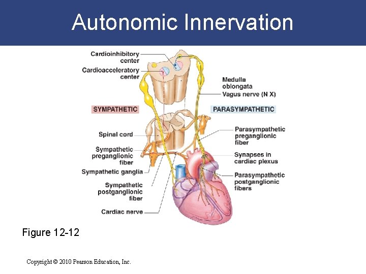 Autonomic Innervation Figure 12 -12 Copyright © 2010 Pearson Education, Inc. Autonomic Innervation Figure 12 -12 Copyright © 2010 Pearson Education, Inc.