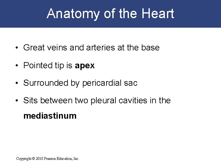 Anatomy of the Heart • Great veins and arteries at the base • Pointed Anatomy of the Heart • Great veins and arteries at the base • Pointed