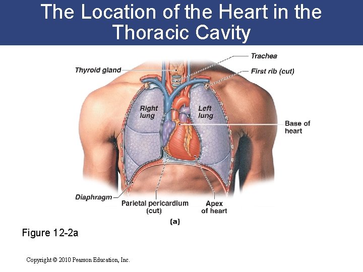 The Location of the Heart in the Thoracic Cavity Figure 12 -2 a Copyright The Location of the Heart in the Thoracic Cavity Figure 12 -2 a Copyright