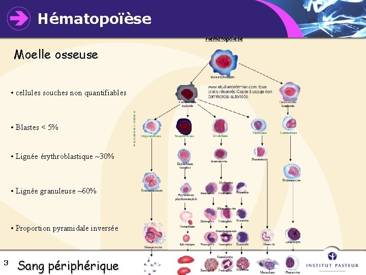 Hématopoïèse Moelle osseuse • cellules souches non quantifiables • Blastes < 5% • Lignée