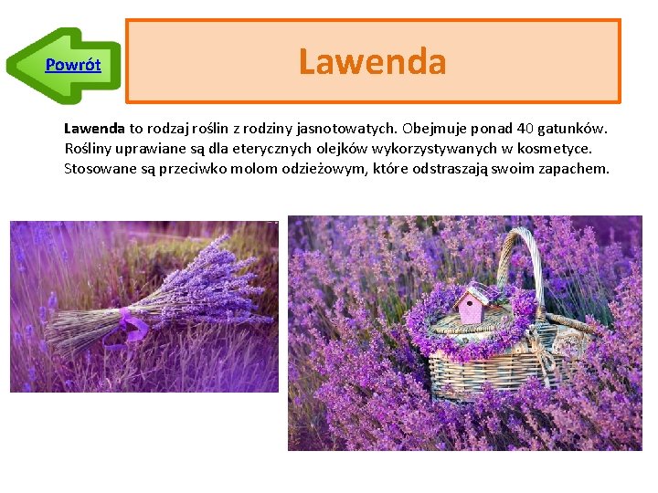 Powrót Lawenda to rodzaj roślin z rodziny jasnotowatych. Obejmuje ponad 40 gatunków. Rośliny uprawiane