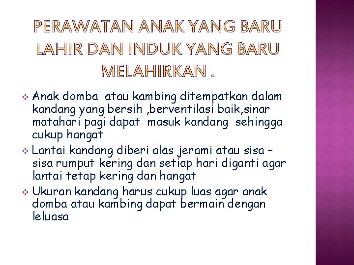 Anak domba atau kambing ditempatkan dalam kandang yang bersih , berventilasi baik, sinar matahari