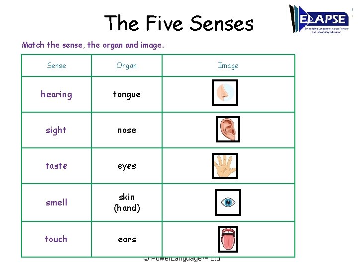 The Five Senses Match the sense, the organ and image. Sense Organ hearing tongue