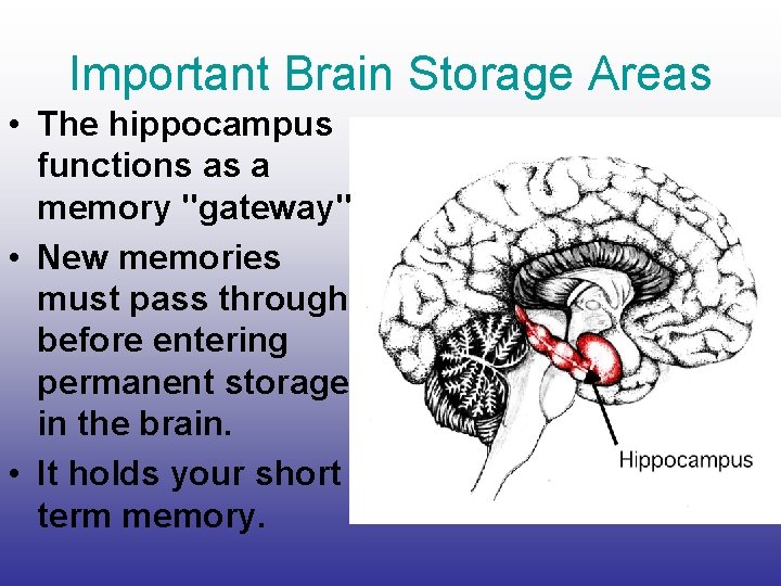 Important Brain Storage Areas • The hippocampus functions as a memory "gateway" • New